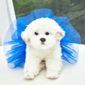White Pomeranian dog plush toy with royal blue mesh tutu skirt on a bright sunny windowsill