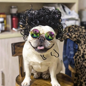 Funny pet costume set with black curly wig and colorful sunglasses for dogs and cats