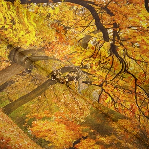 Detailed fabric texture of autumn maple forest tapestry with warm golden leaf digital print