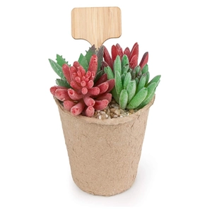 Wooden plant labels for succulents and flowers in a minimalist nursery pot setup