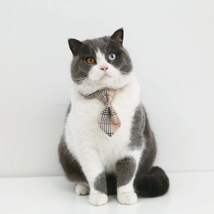 Detail of British plaid pet necktie on a white cat with adjustable buckle and bell