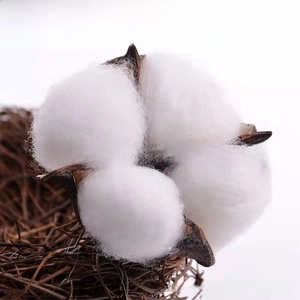 Close-up of natural dried cotton flower head nestled in a rustic woven branch nest