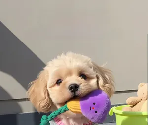 Detail van een kleine hond die bijt op een paars pluche lamp-speeltje met touw