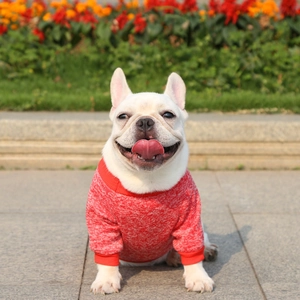 Close-up of a white French Bulldog wearing a red knitted sweater in a vibrant park setting