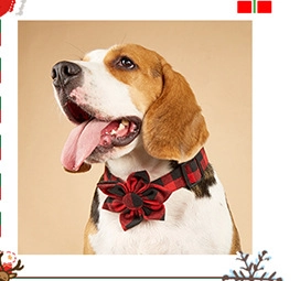 Detail of red and black plaid dog collar with flower attachment on a beagle puppy