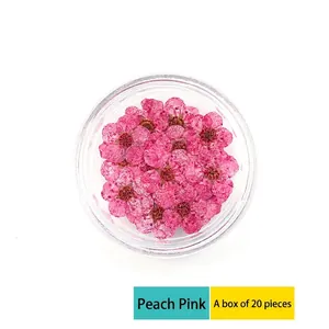 Macro detail of 20 pieces of pink dried plum blossoms in a clear box for DIY nail art decoration