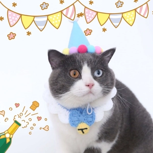 Close-up of blue pompom party hat and knit lace bow collar for cats and dogs birthday