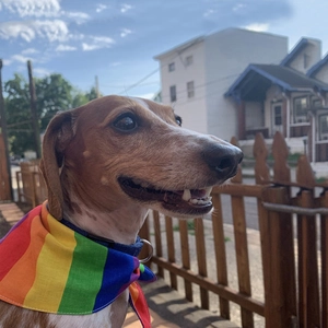 Rainbow striped pet bandana with metal D-ring for dogs and cats on outdoor wooden fence