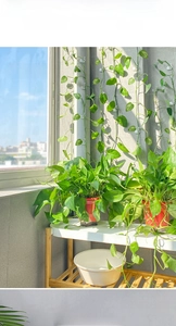 Snail-shaped plant climbing clips in white plastic for wall mounting and vine support