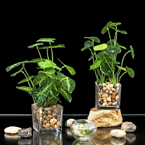 Realistic artificial green plants in square glass pots with pebbles on black background