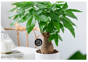 Lush Money Tree in minimalist white ceramic pot for home office decor and table centerpiece