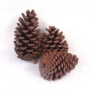 Set di 3 pigne naturali per decorazioni natalizie e fai da te su sfondo di morbido peluche