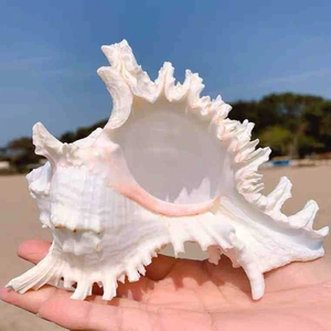 Large natural white and pink murex shell ornament held by hand for aquarium decor