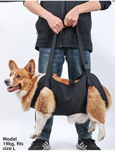 Close-up of a Corgi wearing a black dog lift harness for rehabilitation and mobility support