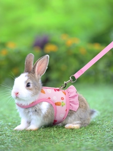 Pink mesh pet rabbit harness with carrot prints and ruffles on green grass