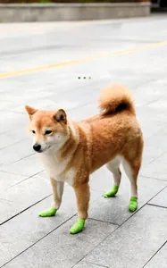 Elastic green bandages on a dog's paws for outdoor protection on a stone street