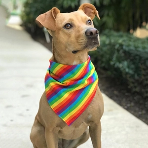 Rainbow Striped Pet Bandana Triangle Scarf Colorful Polyester Neck Accessory For Dogs Cats Matching Owner Hair Scrunchie Headband