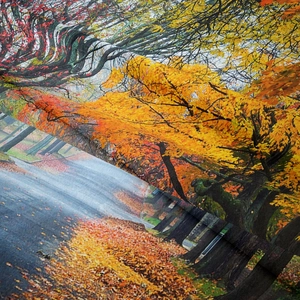 Detailed view of the soft polyester fabric texture and vibrant autumn forest digital printing