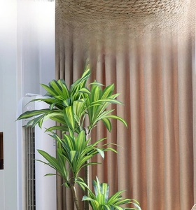Close-up of Dracaena leaves with yellow stripes in a woven Nordic wicker planter