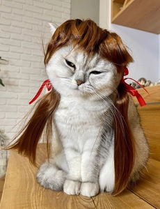 Funny pet wig with brown pigtails and red bows on a white cat in a cozy home setting