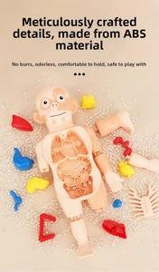 Close-up of smooth ABS human organ model parts with high-quality material details