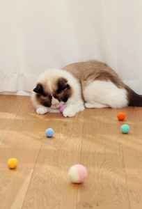 Gatto Ragdoll che gioca con palline di feltro colorate su un caldo pavimento in legno