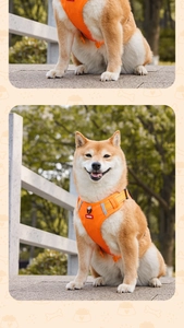 Detail view of adjustable orange dog harness with gray reflective strips on Shiba Inu