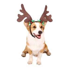 Close-up of a Corgi wearing festive brown reindeer antlers with green bow and bell