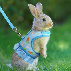 Detail of light blue mesh rabbit harness with carrot patterns on green grass