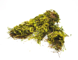 Dettaglio macro di muschio naturale essiccato per decorazioni floreali creative fai-da-te