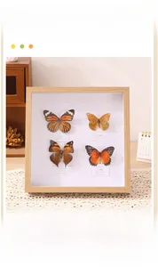 Deep shadow box frame displaying four real butterfly specimens with species labels