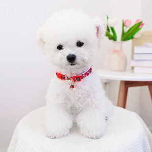 Detail of red festive pet collar with bell on Bichon Frise for Christmas and Halloween