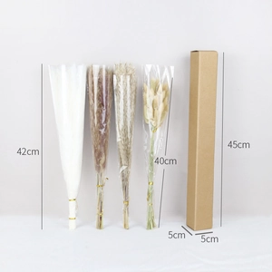 Detailed view of dried pampas grass bundles in various colors with dimension labels