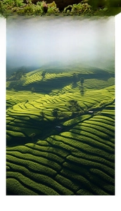 Lush Jamaican landscapes showing natural source of pure black castor oil for hair care