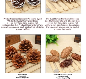 Macro detail of various natural pine cones with snow effect and measurement data