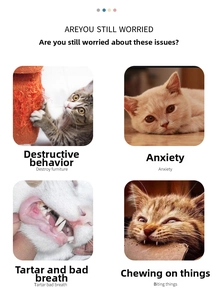 Infographic showing cat behavioral issues like scratching furniture and dental hygiene needs
