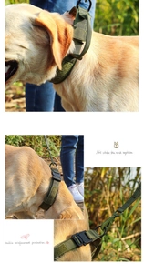 Army green tactical nylon dog collar with metal buckle and handle shown on Labrador