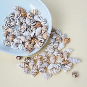 Natürliche Mini-Seemuscheln für Bastelarbeiten und Aquarien-Deko in einer weißen Schale