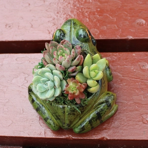 Creative frog shaped resin flower pot with succulent plants for garden home decor