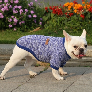 French Bulldog wearing blue and white knitted pet sweater in outdoor garden scene