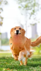 Golden Retriever playing with durable dog soccer ball featuring nylon tabs on grass