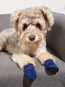 Close-up of small dog wearing blue breathable mesh sandals with reflective velcro straps