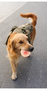 Golden Retriever wearing tactical vest outdoor while holding spiked chew ball toy in mouth