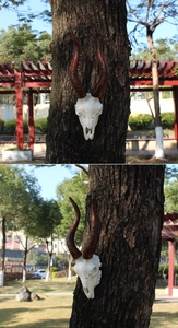 Detail of resin antelope skull wall hanging with realistic spiral horns and aged texture