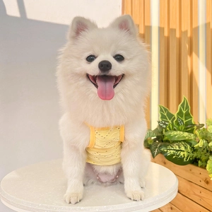 Close-up of yellow breathable cotton pet vest on a white Pomeranian in bright garden