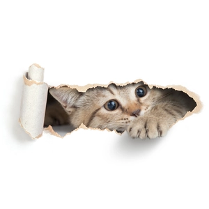 Waterproof 3D cartoon cat toilet lid sticker with cute tabby cat peeking from torn hole
