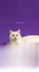 Λεπτομέρεια φυσικής μπάλας catnip με υφή υφασμένων ινών για παιχνίδι και δάγκωμα γάτας