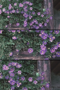 Close-up of vintage purple daisy floral pattern and jacquard canvas texture details