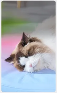 Close-up of a ragdoll cat sleeping on a rainbow gradient cooling pet mat in a home setting