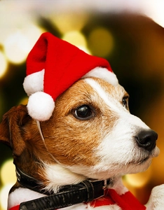 Close-up of soft red plush Christmas hat for pets with white pompom and elastic strap